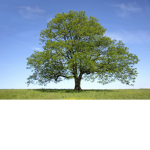 The Tree Team