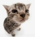 Cat person clan