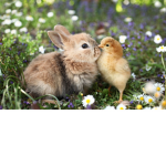 The group of Bunnies And Birds