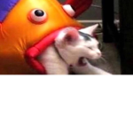 fish eat cat (hoyaaaa)