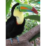 tropical forest tucans t.f.t :3