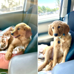 Daisy’s Pals