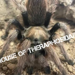 house of theraphosidae rp (mega update part 1) icon