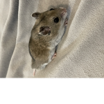 Muffin The Hamster Cult