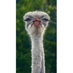 Join me BIRD