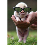 Little_piggyslol