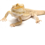 Lil Lizard