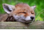 the fox hang out!