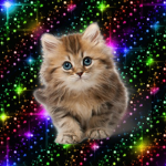 Group of fun and cats
