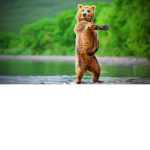 #Bear sqaud
