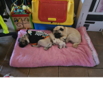 Pugger team