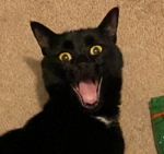 Kittens Vengence