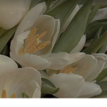 *Lily's Garden*