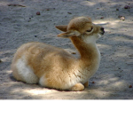 Lama fan club group!