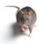 rat country