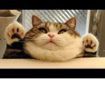 Sleeps*