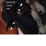 Fans de Carlos Nightcores