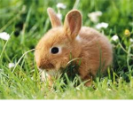 animal and pets...      ROCK