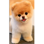 doggies doggies are the best :)