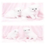 miao~ Group Thumbnail