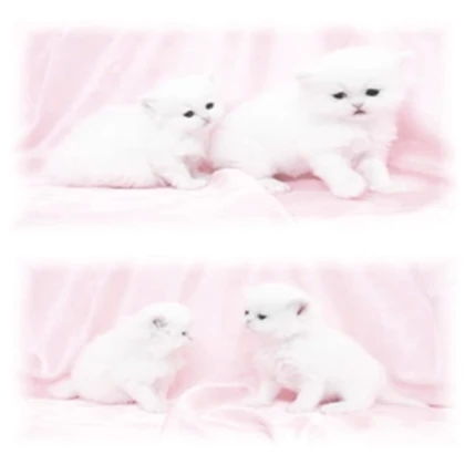 miao~ Roblox group icon