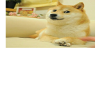 Swag Doge Fan Group