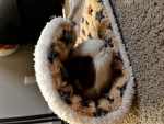 guinea pig)>>>