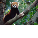 Exotic Cute Animal Club