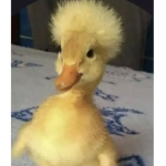 Lilmamaz