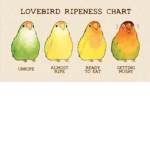Bird Fans!!