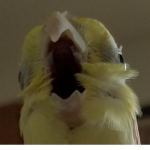 Cockatiel Luvers Group