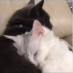 ~*kitty group!*~