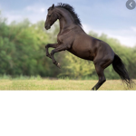 Horse Army!