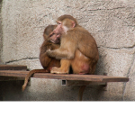 monkey mania jungle