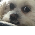 USA For Dogs