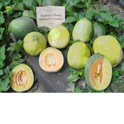 The Melon Kingdom!
