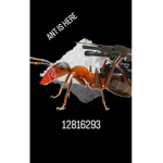 ANTZZZ CLUB