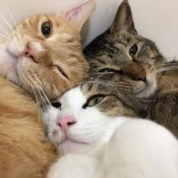 ⋆˚࿔🐈