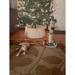 kitty and puppy vibes