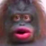 Stinky-gorilla