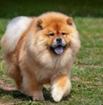 Dogge power