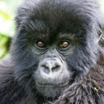 Gorilla Gang!!!