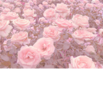 Soft rose's