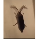 Roach squad.
