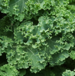 Kale Gathering