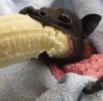 POGGGIEEEE