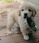 Syd's Puppies