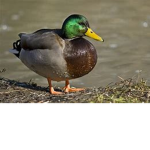Duck clan e