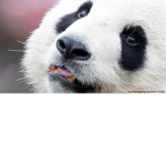 Pandas From Another Planet