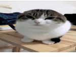Wawa Cat club